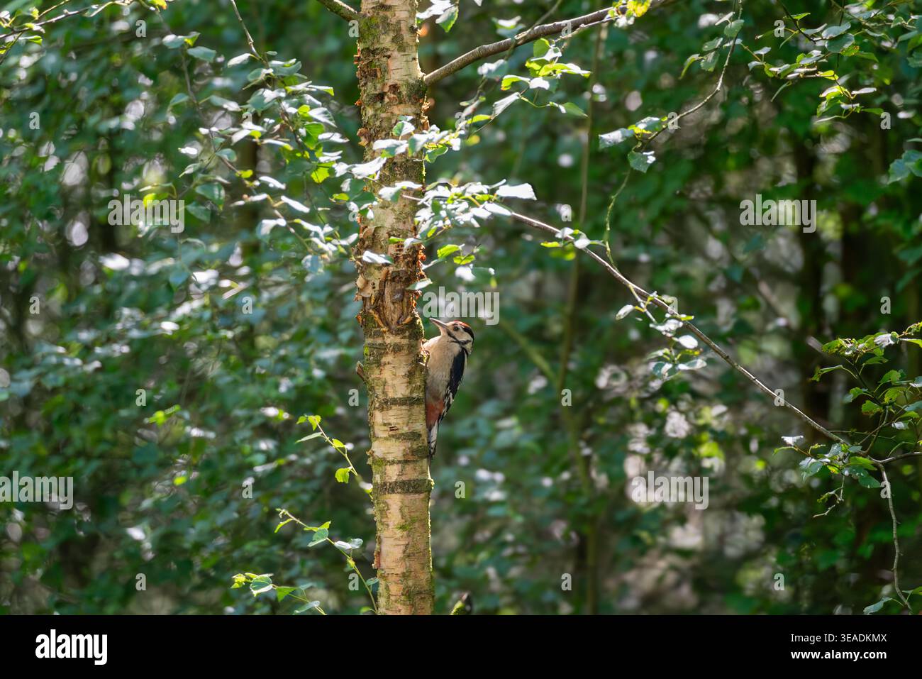 Großer Spotted Woodspecht (Dendrocopos Major), der sich an den Stamm einer Silberbirke klammert, umgeben von üppigem sommergrünem Laubwald. Stockfoto