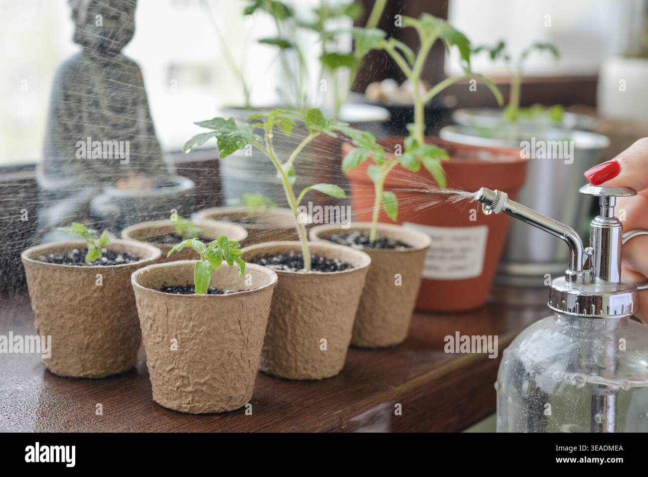 Nahaufnahme von bewässerten Kirschtomaten-Setzlingen mit einer Sprühflasche auf einer Fensterbank bei natürlichem Licht. Frische grüne Pflanzen, die nebelig werden, Konzept des Home-Ga Stockfoto