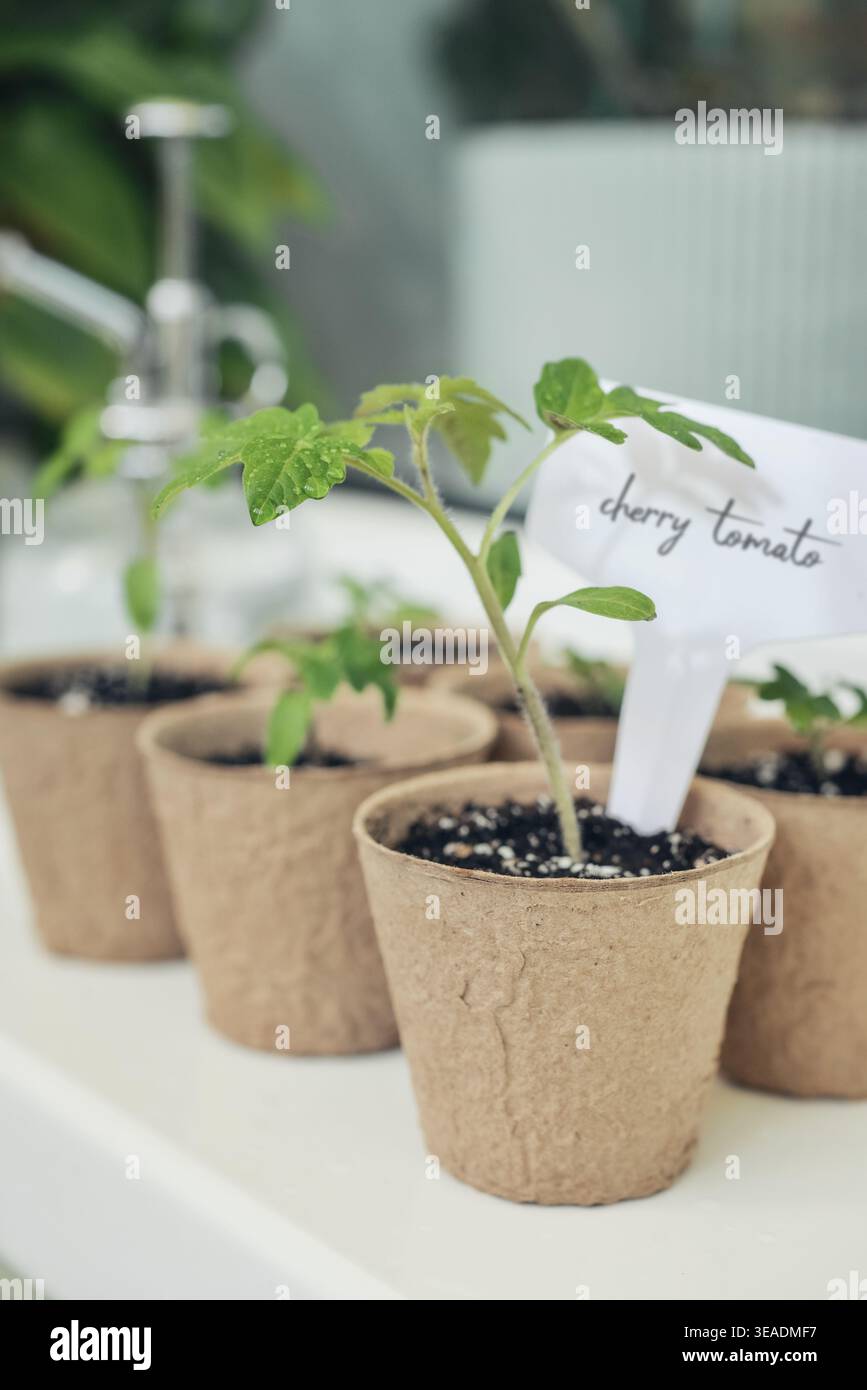 Nahaufnahme von Kirschtomaten-Setzlingen, die in Torftöpfen wachsen, mit Pflanzenetikett auf einer Fensterbank bei natürlichem Licht. Konzept der Gartenarbeit, Bio-Lebensmittel, A Stockfoto