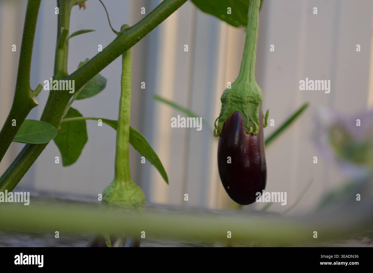 Eine Aubergine, Wachstumsstatus nach einigen Wochen Stockfoto
