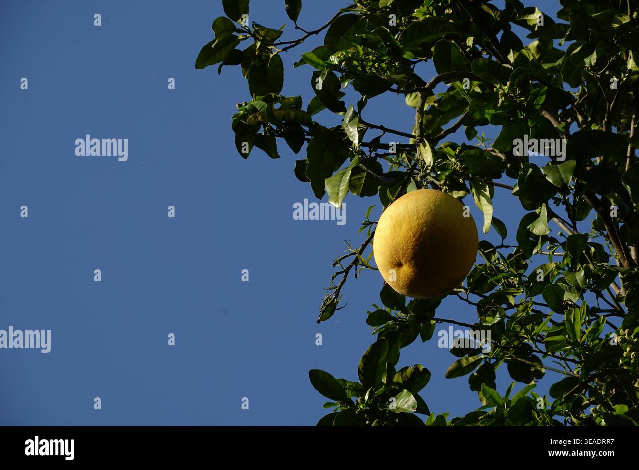 Eine reifende Pomelo hängt an einem Zitruszweig an einem klaren blauen Himmel. Die Solitärfrucht dient als visueller Anker für landwirtschaftliche Belastbarkeit und Stockfoto