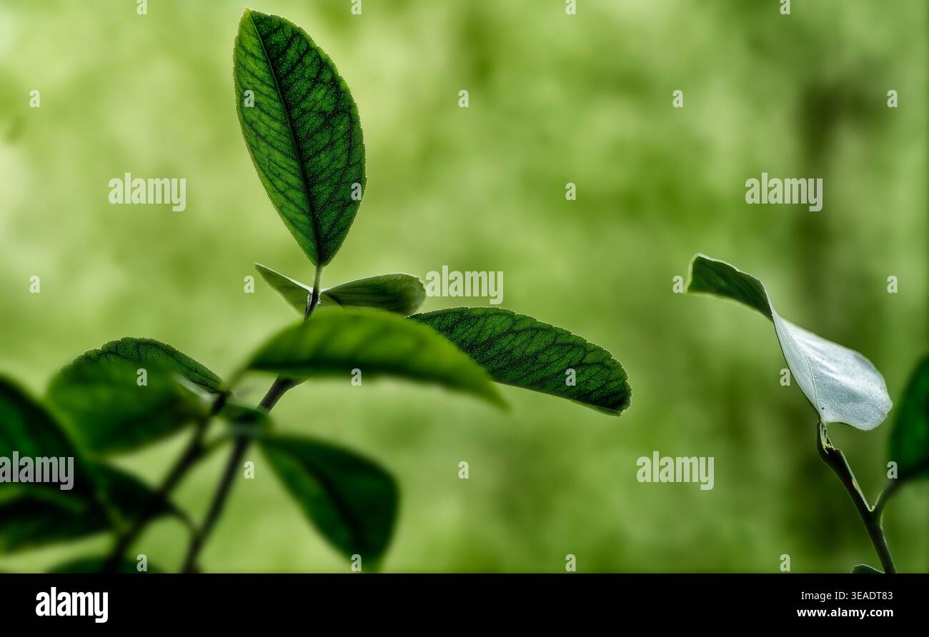 Leuchtend grüne Blätter vor weichem Geen-Hintergrund Stockfoto