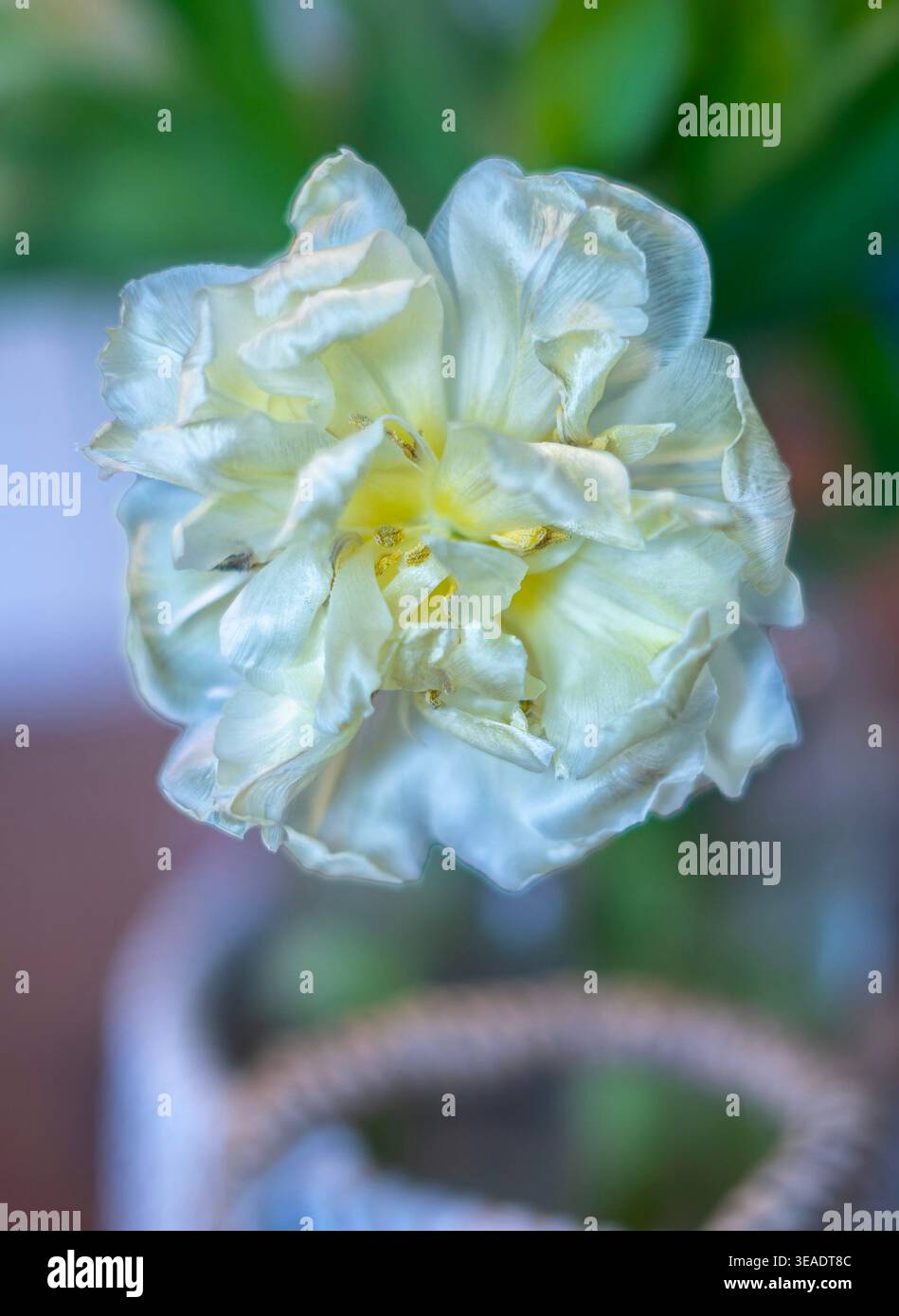 Eine wunderschöne Pfingstrose-Tulpe in einem Innenbereich Stockfoto