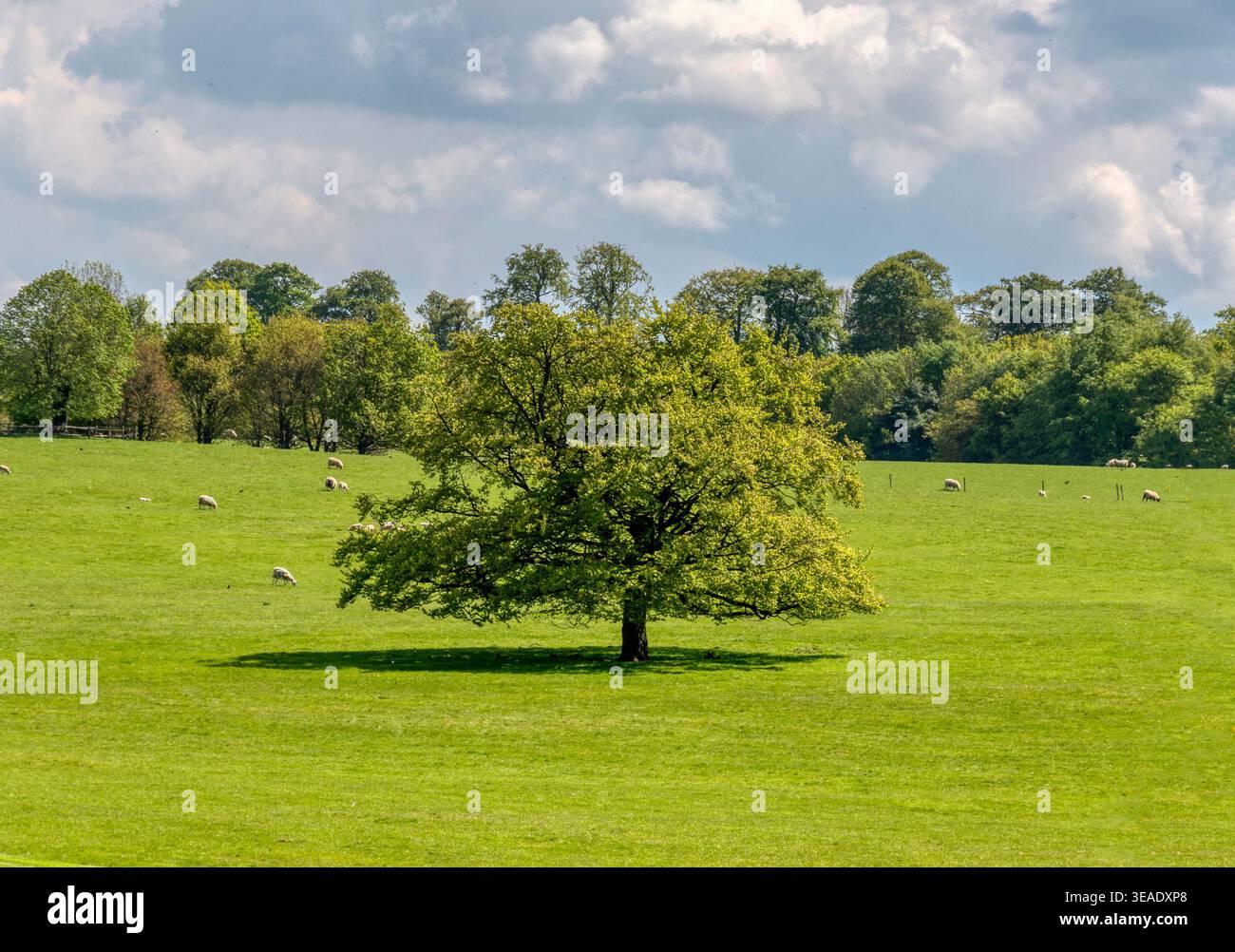 Ein Einsamer Baum Steht Majestätisch Stockfoto