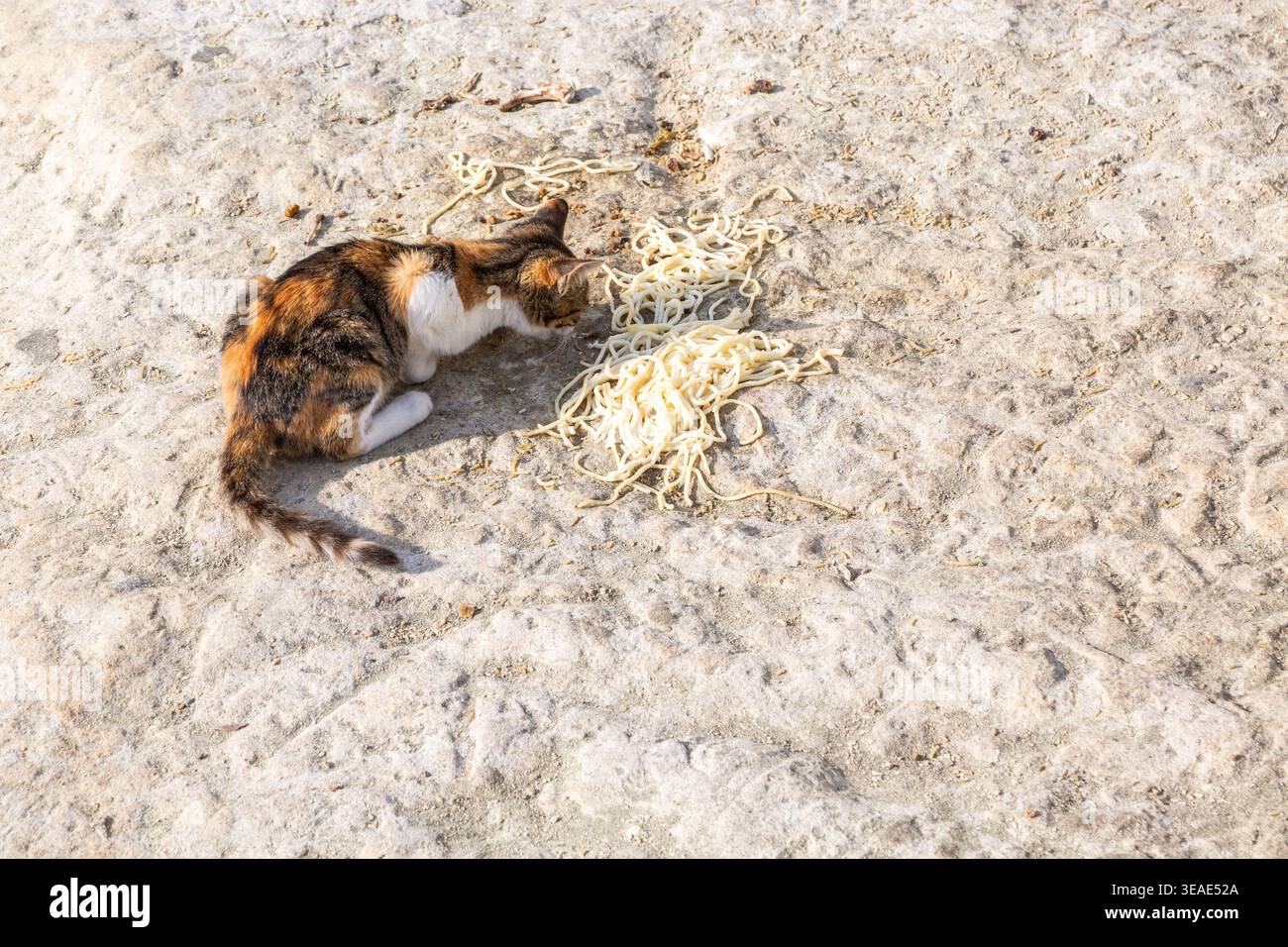 Eine streunende Katze ernährt sich von einem Teller Pasta, der auf den Sand des Limassol Beach gegossen wird Stockfoto