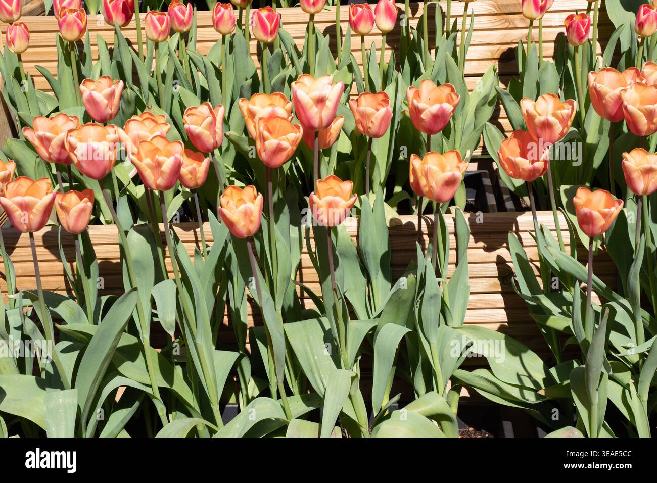 Tulipa 'Apricot Foxx' Stockfoto
