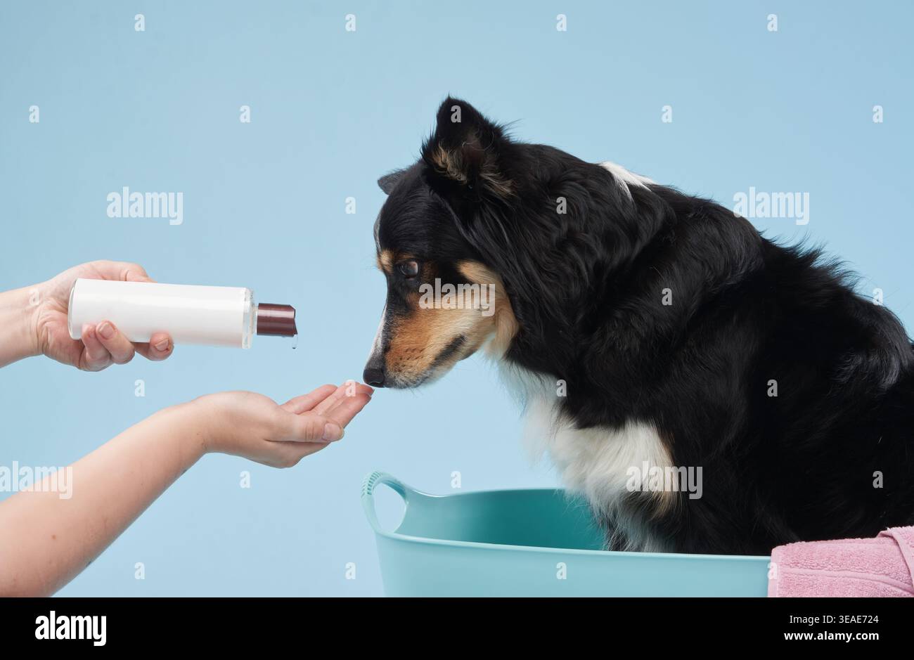 Border Collie schnüffelt ein Pflegeprodukt, das von einer Hand gehalten wird, und zeigt Neugier. Das wissbegierige Verhalten des Hundes wird vor einem einfachen Hintergrund hervorgehoben. Stockfoto