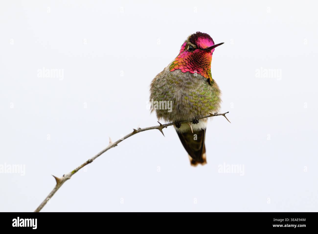 annas Kolibri mit rosa irisierenden Kopf und Kehle isoliert am weißen Himmel Stockfoto