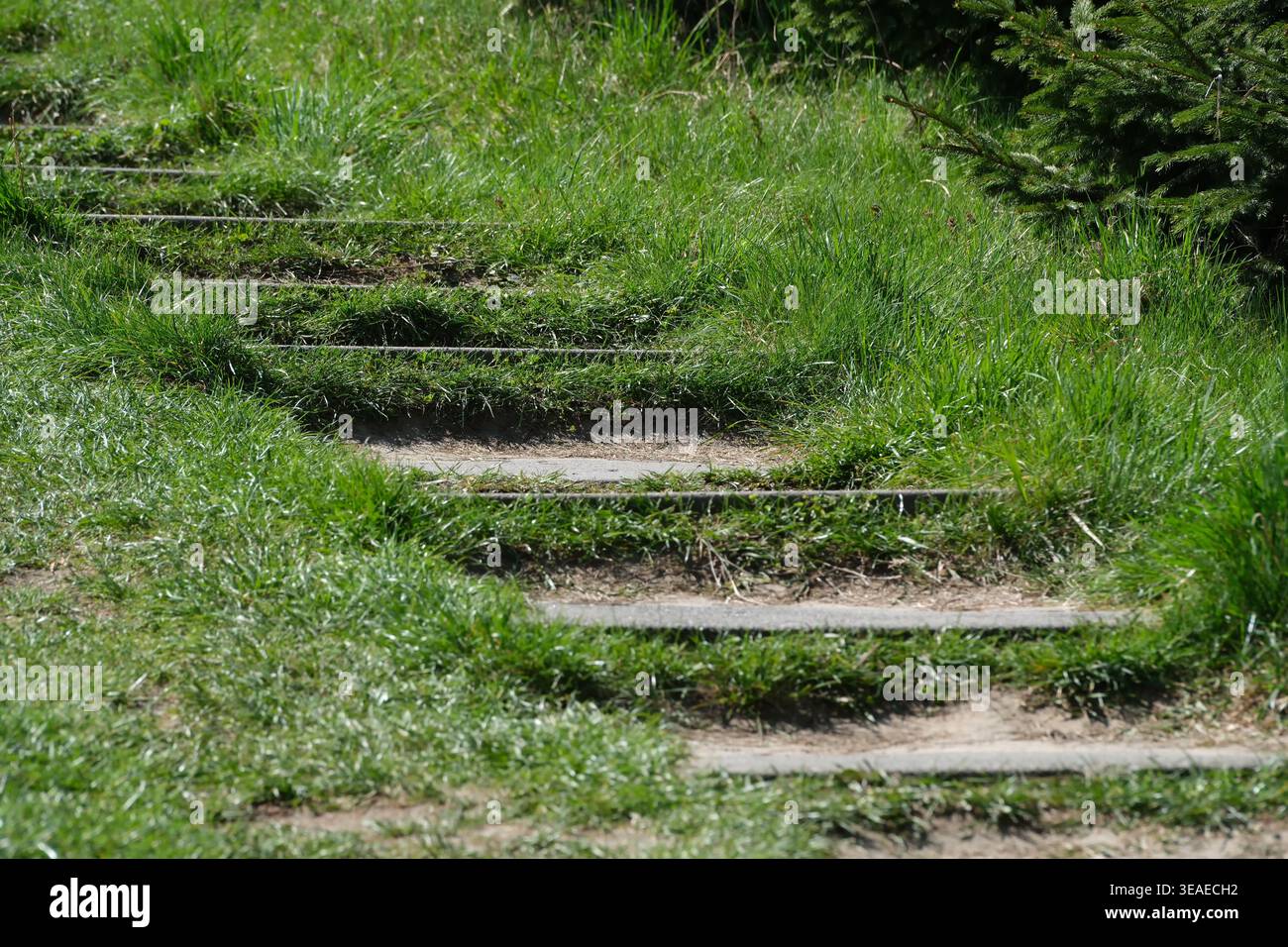 Ein bezaubernder Pfad schlängelt sich durch leuchtendes grünes Gras unter hellem Sonnenschein. Stockfoto