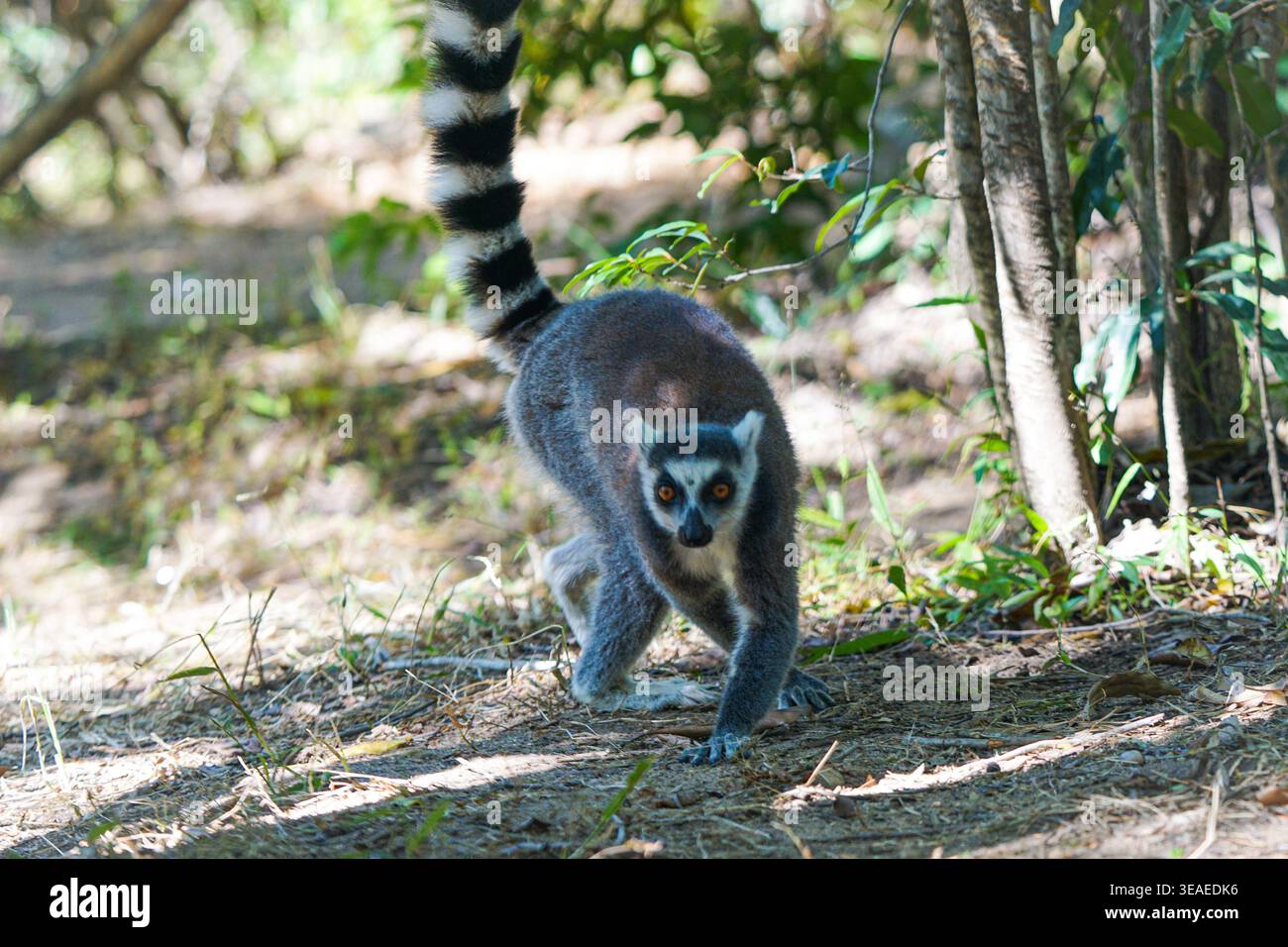 RingschwanzLemuren gehen auf Waldboden zwischen Bäumen und Laub, bewegen sich mit erhobenem Schwanz in natürlicher Waldumgebung vorwärts Stockfoto