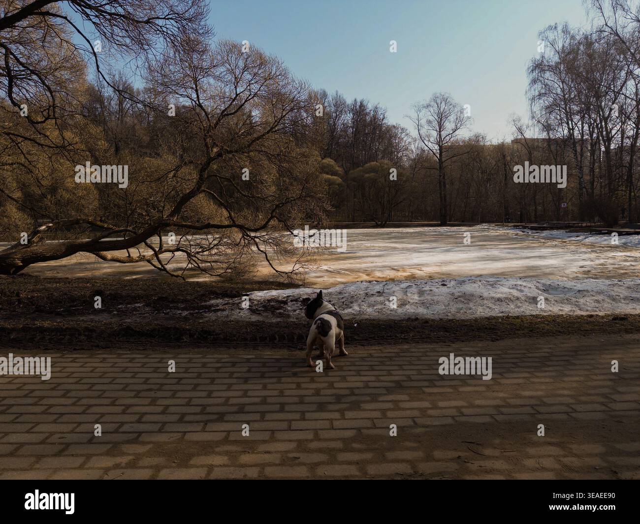 Energiegeladener Hund, der im Winter am verschneiten Ufer eines gefrorenen Sees entlang läuft, hält die Aktivitäten im Freien und die malerische kalte Landschaft fest. - Smartphone-aufgenommenes Stockfoto