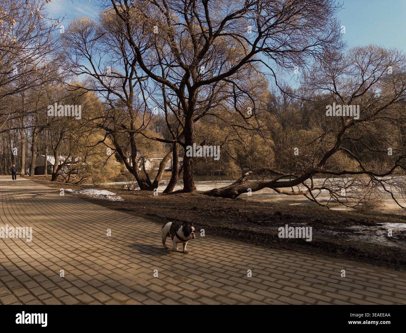 Energiegeladener Hund, der im Winter am verschneiten Ufer eines gefrorenen Sees entlang läuft, hält die Aktivitäten im Freien und die malerische kalte Landschaft fest. - Smartphone-aufgenommenes Stockfoto