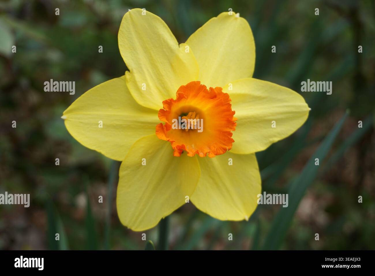 Lebendige, farbenfrohe Makrofotografie aus nächster Nähe einer Narcissus pseudonarcissus oder einer wilden Narzissen oder Fastenlilie, einer schönen gelben Narzissenblüte Stockfoto