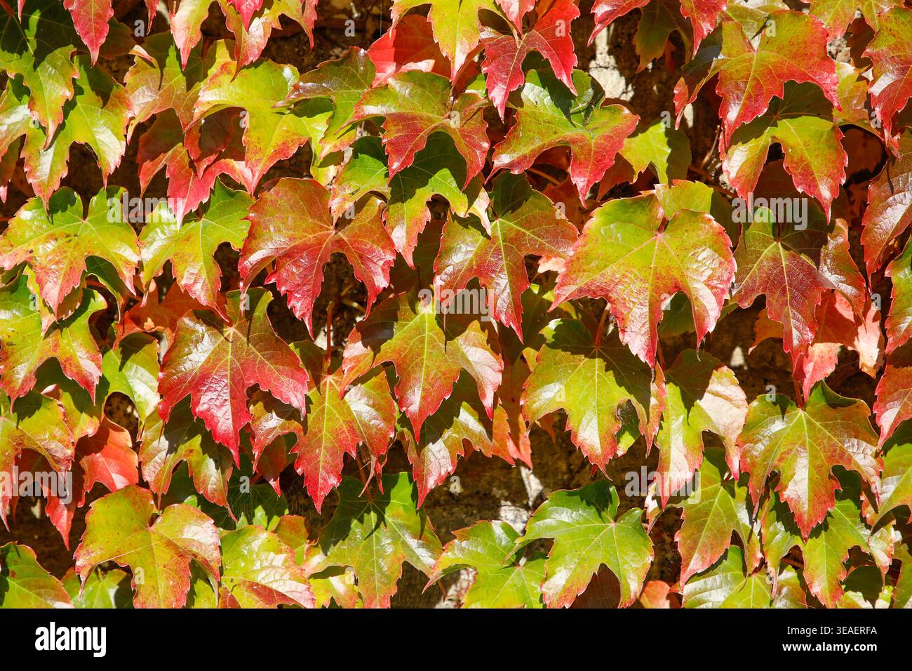 Die Blätter des Boston Efeu (Parthenocissus tricuspidata) werden in leuchtendem Rot und Grün gehalten und hängen an einer sonnendurchfluteten Wand in einer lebhaften saisonalen Darstellung. Stockfoto