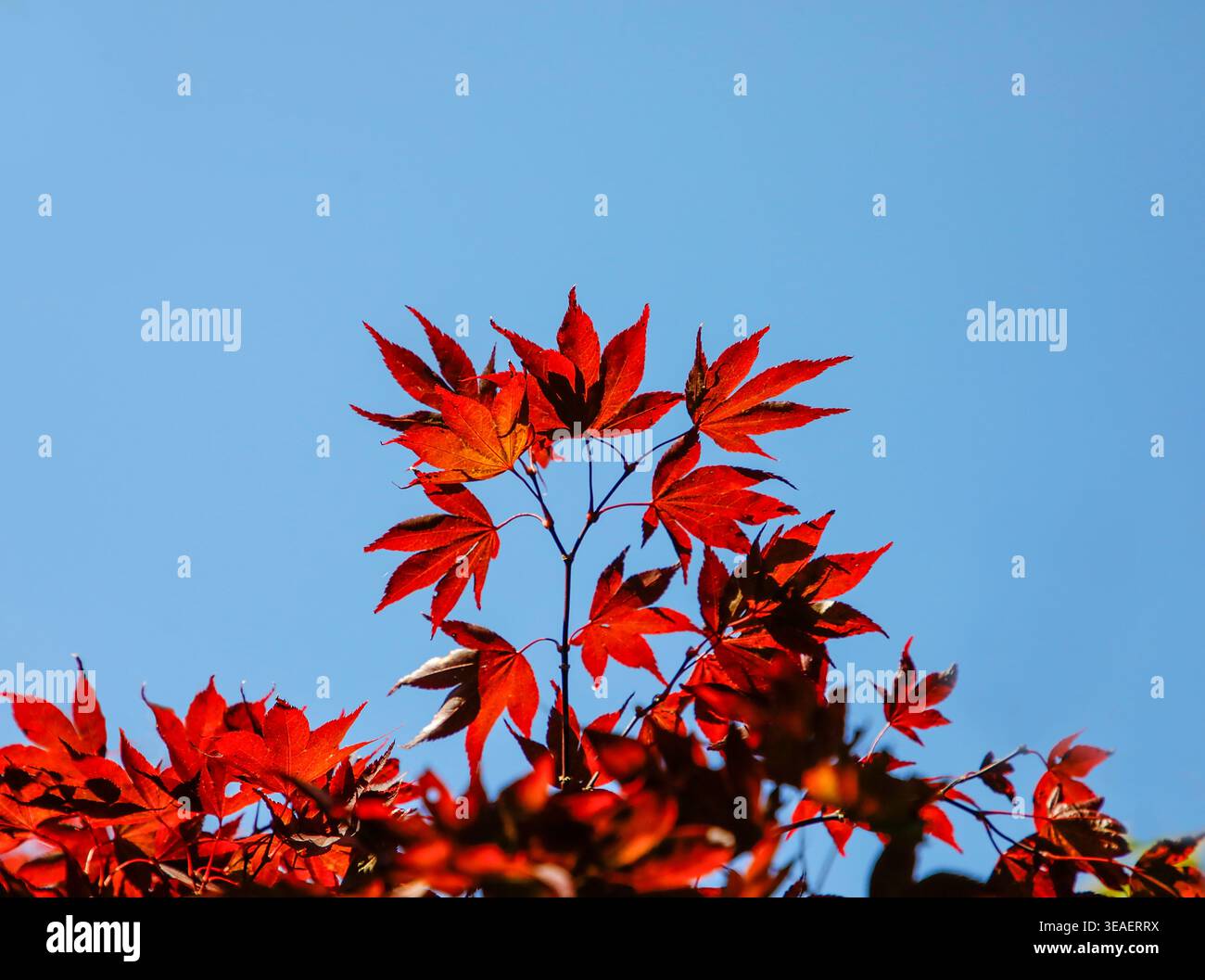 Hinterleuchtete japanische Ahornblätter leuchten karmesinrot vor einem klaren blauen Himmel und schaffen einen lebendigen minimalistischen natürlichen Hintergrund mit klaren Herbstfarben und Licht Stockfoto
