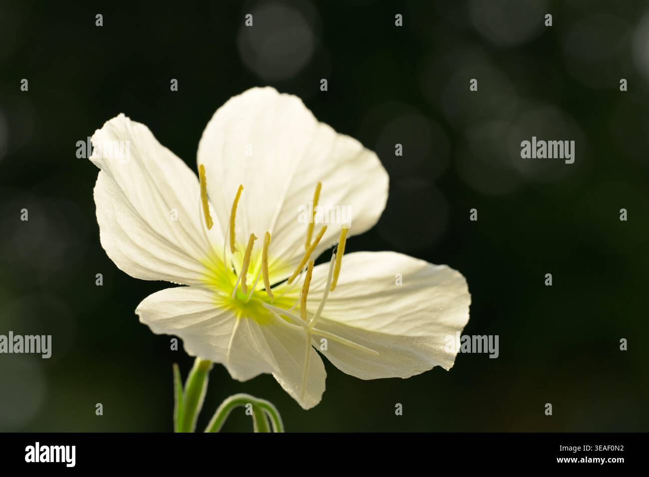 Reinweiße blassweiße Nachtkerzenblüte gegen dunkelgrünes Laub Stockfoto
