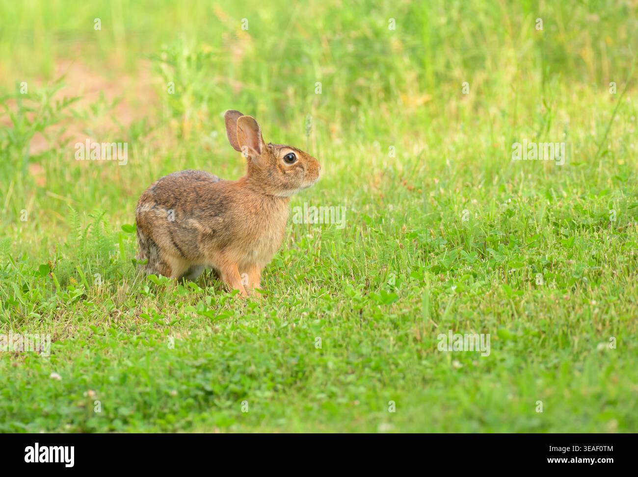 Östliches Baumwollschwanz-Kaninchen sitzt im Sommer in Klee in einem Hinterhof Stockfoto