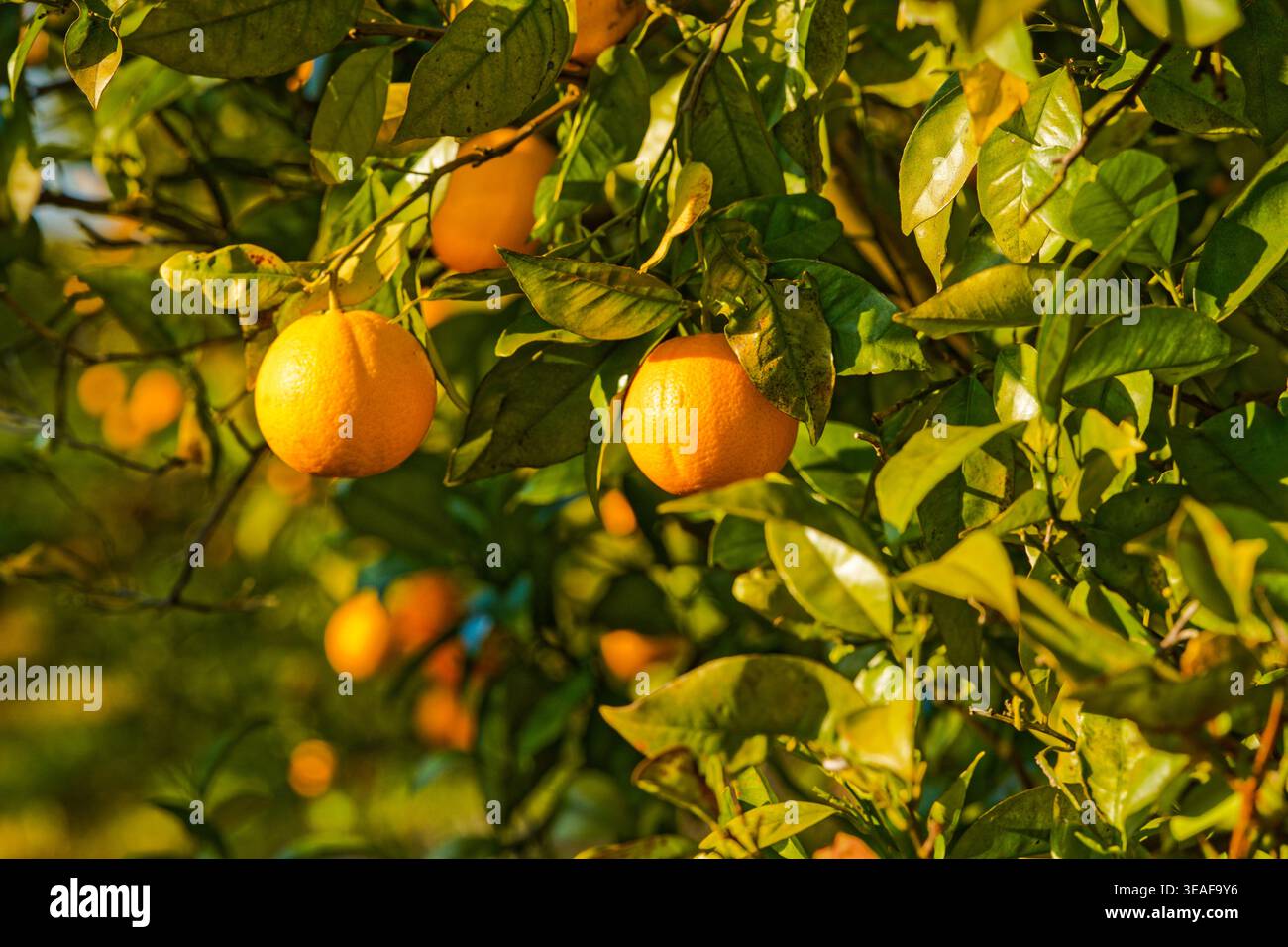 Nahaufnahme von leuchtenden Orangenfrüchten auf Blattzweigen mit warmem goldenem Licht, das die Textur der Zitrusschale in einer natürlichen Umgebung unterstreicht. Stockfoto
