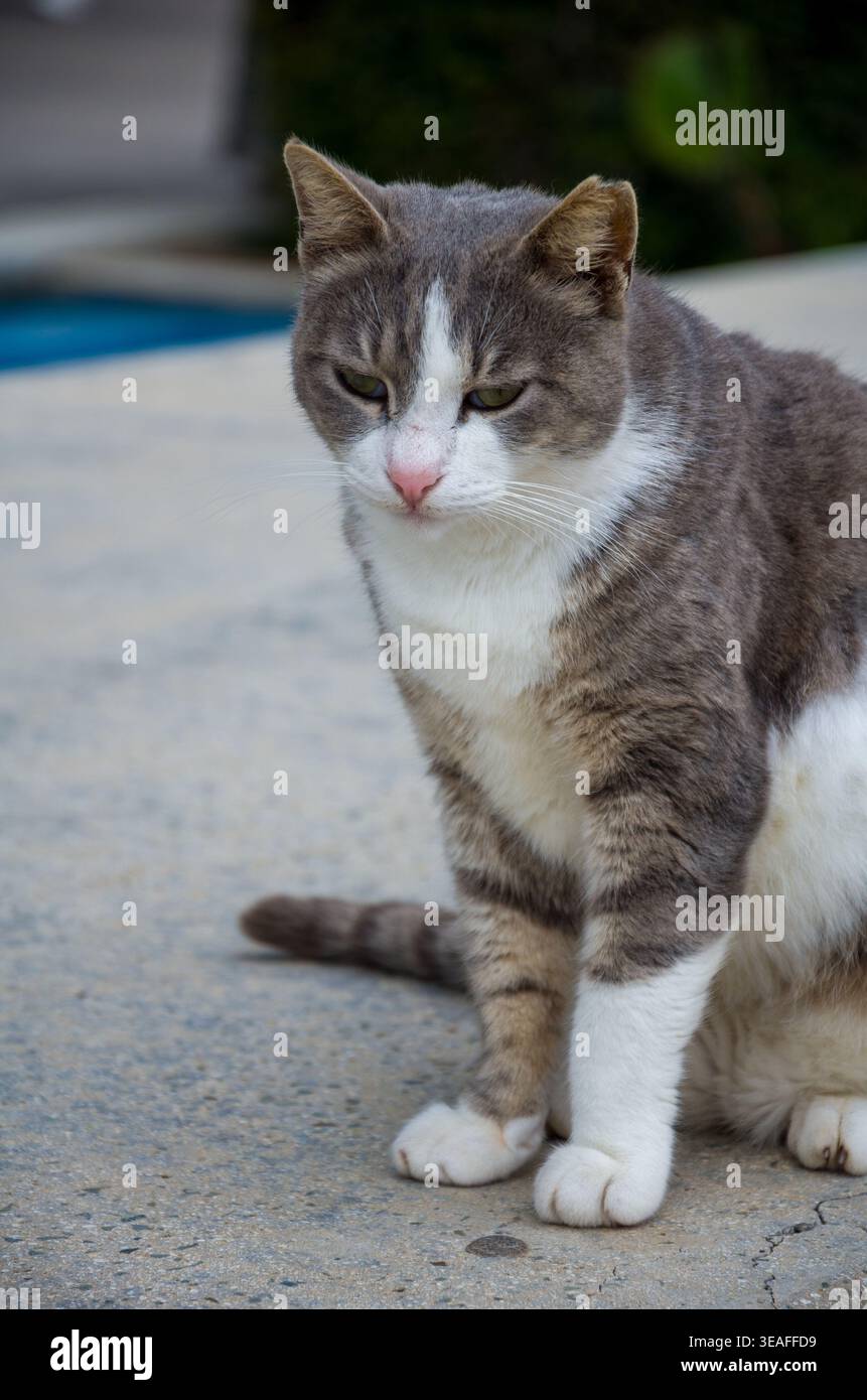 Nahaufnahme einer grauen und weißen Katze im Freien Stockfoto