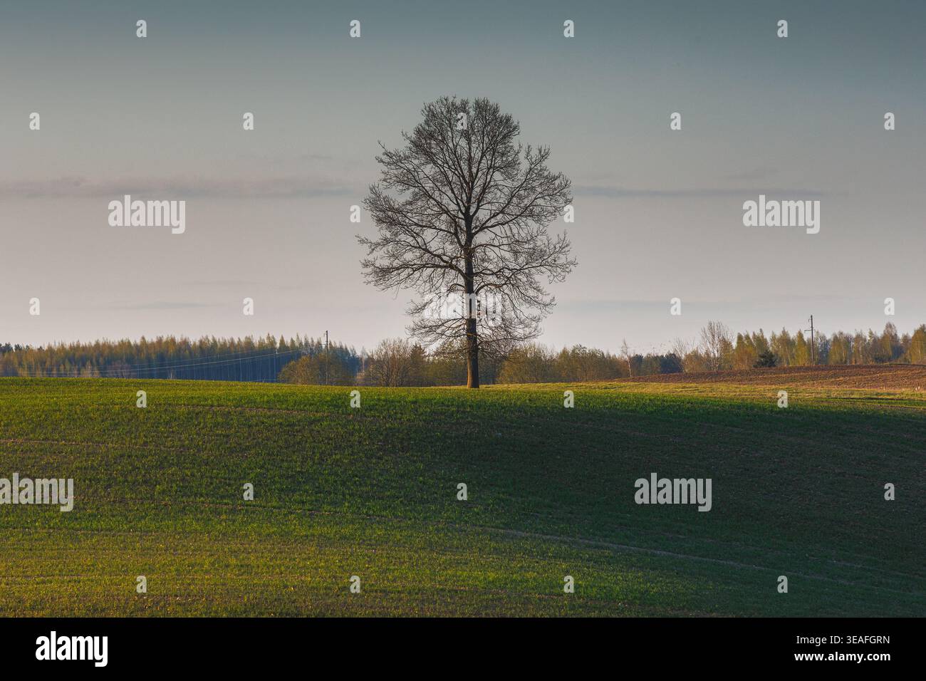Landschaft von grünem welligen Feld mit einem Baum im Abendlicht. Stockfoto