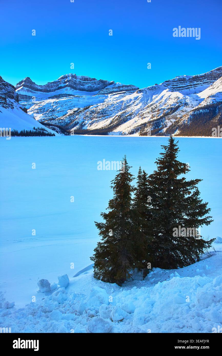 Schneebedeckte immergrüne Bäume am gefrorenen Bow Lake mit majestätischen Rocky Mountains Stockfoto
