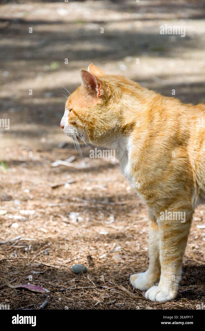 Ginger Cat steht draußen im Sonnenlicht Stockfoto