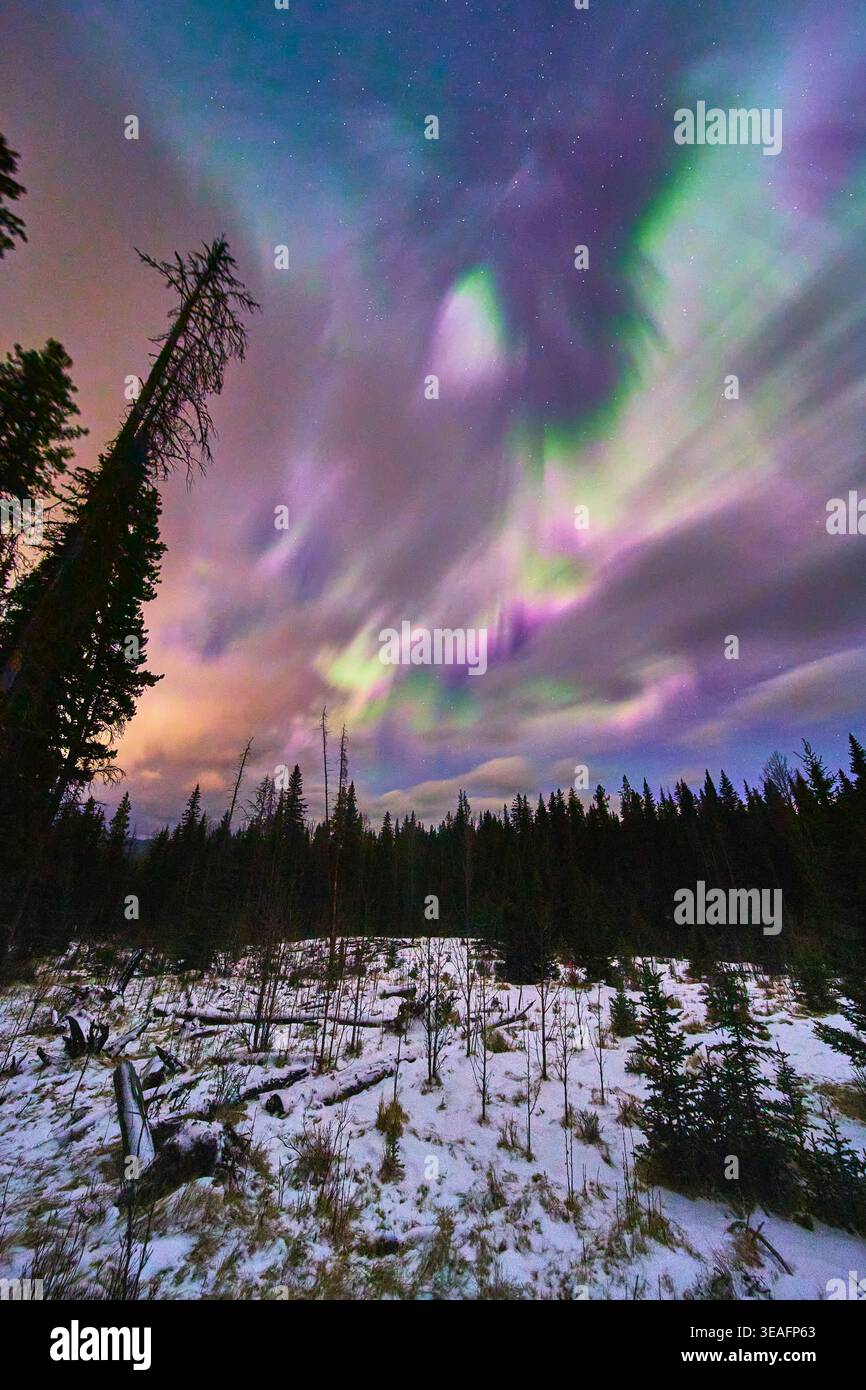 Nordlichter über verschneiten Winterwald und Nachthimmel mit farbenfroher Aurora Stockfoto