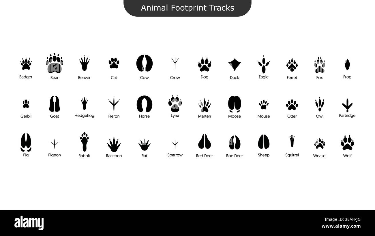 Tierfußabdrücke Tracks Icons Set Wildlife Paw Vogel Hufdruck Silhouette Vektor Kollektion Stock Vektor
