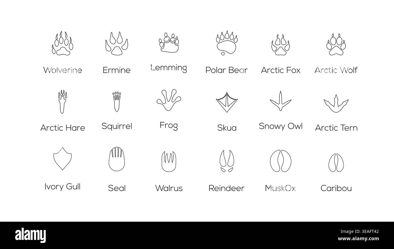 Arctic Animal Footprints Outline Paw Tracks Silhouette Vektor Symbol Set Polar Wildlife Track Collection Stock Vektor