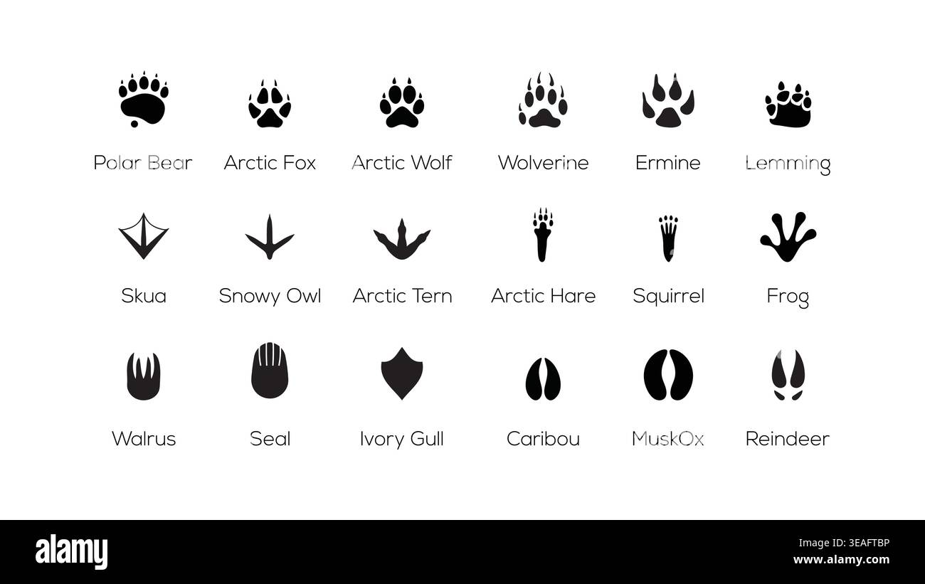 Arctic Animal Footprints Paw Tracks Silhouette Vektor Symbol Set Polar Wildlife Track Collection Stock Vektor