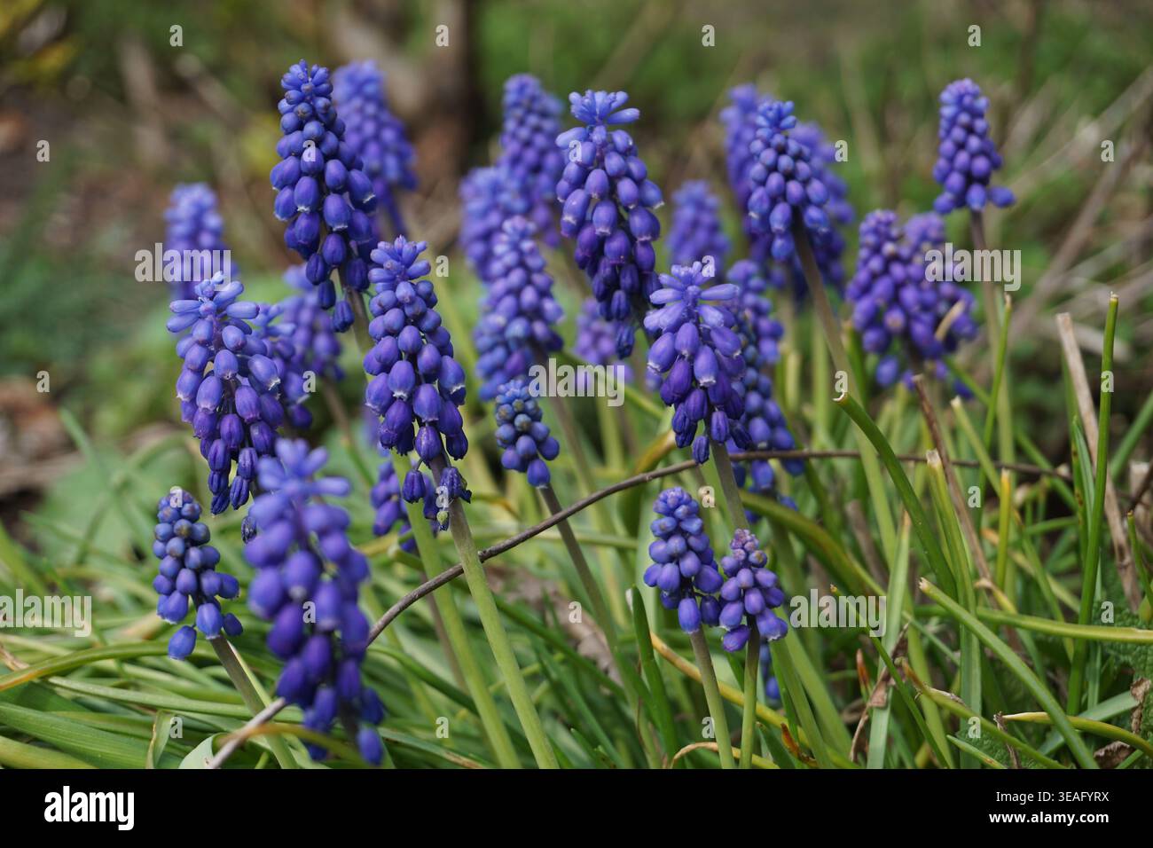 Nahaufnahme einer Muscari armeniacum, armenischer Traubenhyazinthe oder Gartentraubenhyazinthe, die in farbenfrohem Violett blüht Stockfoto
