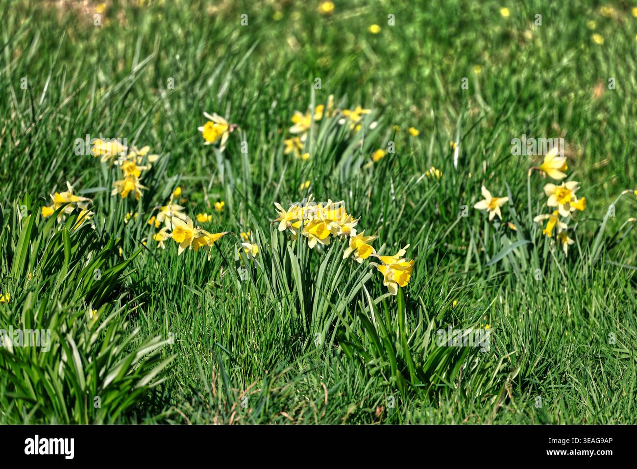 Narzissen. März 2026. Cardiff, Südwales, Vereinigtes Königreich Stockfoto