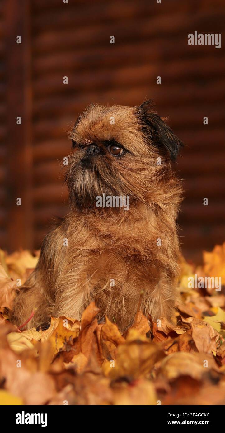 Ein süßer kleiner Hund mit einem ernsten Ausdruck, der draußen in trockenen orangen Ahornblättern mit einem hölzernen Hintergrund sitzt. Stockfoto