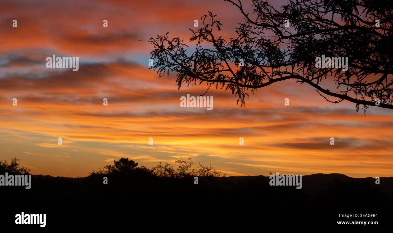 Heller Sonnenaufgang in Hereford, Arizona, in der Nähe von Sierra Vista an einem ruhigen Morgen mit der hellen Silhouette eines unbeweglichen Mesquite-Baumes im Vordergrund. Stockfoto