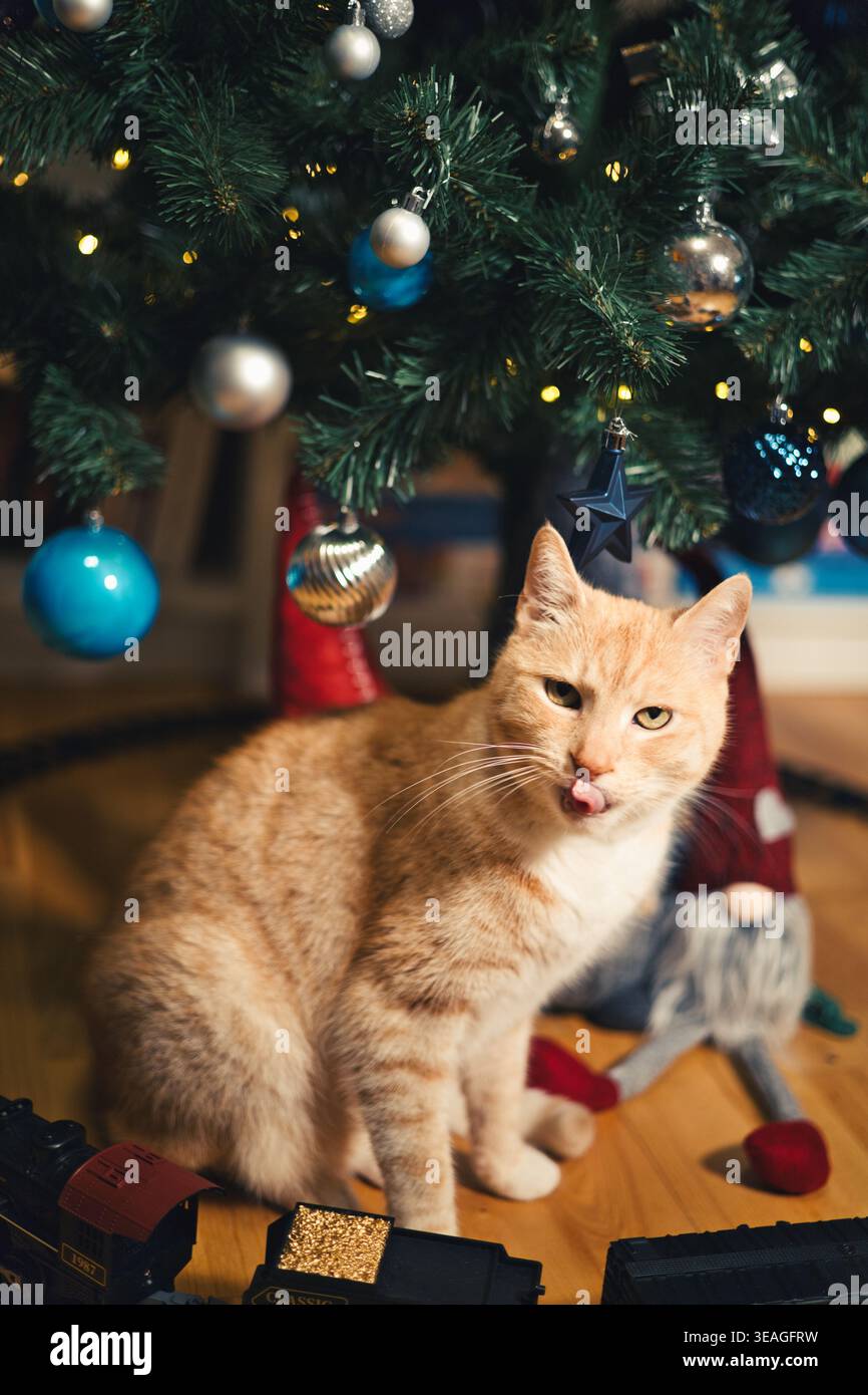 Ginger Tabby Katze sitzt unter einem geschmückten weihnachtsbaum mit Kugeln und warmen Feenlichtern in gemütlicher Wohnkultur, Urlaubsatmosphäre. Stockfoto