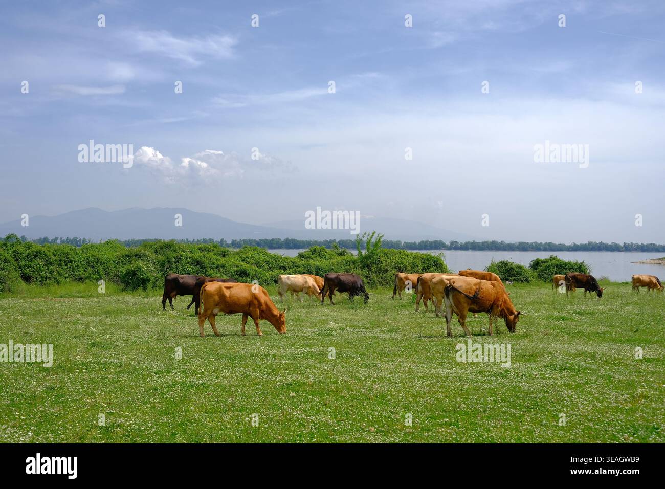 Rinderherde, die friedlich auf einer üppigen grünen Wiese am Wasser weidet Stockfoto