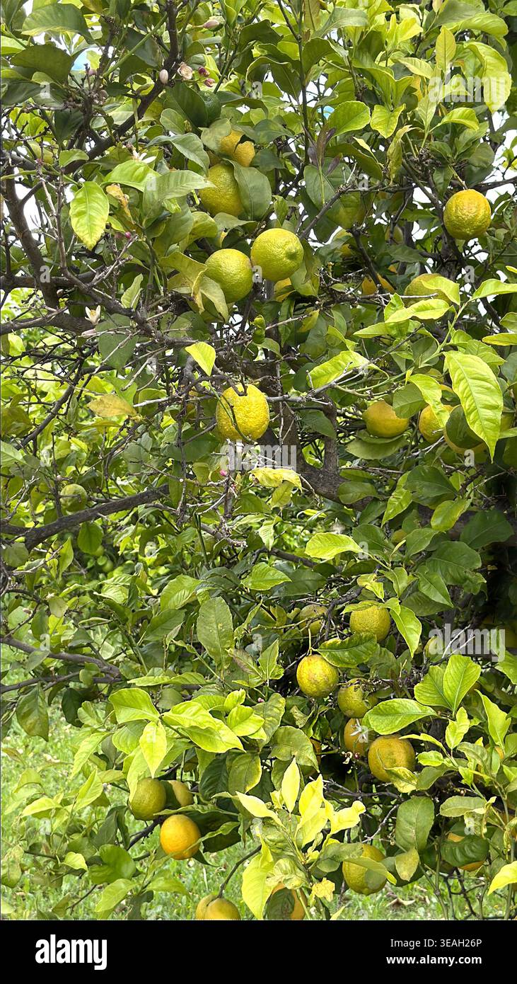 Nahaufnahme von gelben Zitronen, die auf einem Baum mit dichten grünen Blättern in einem sonnigen Obstgarten in portugal wachsen - Smartphone-aufgenommenes Stockfoto