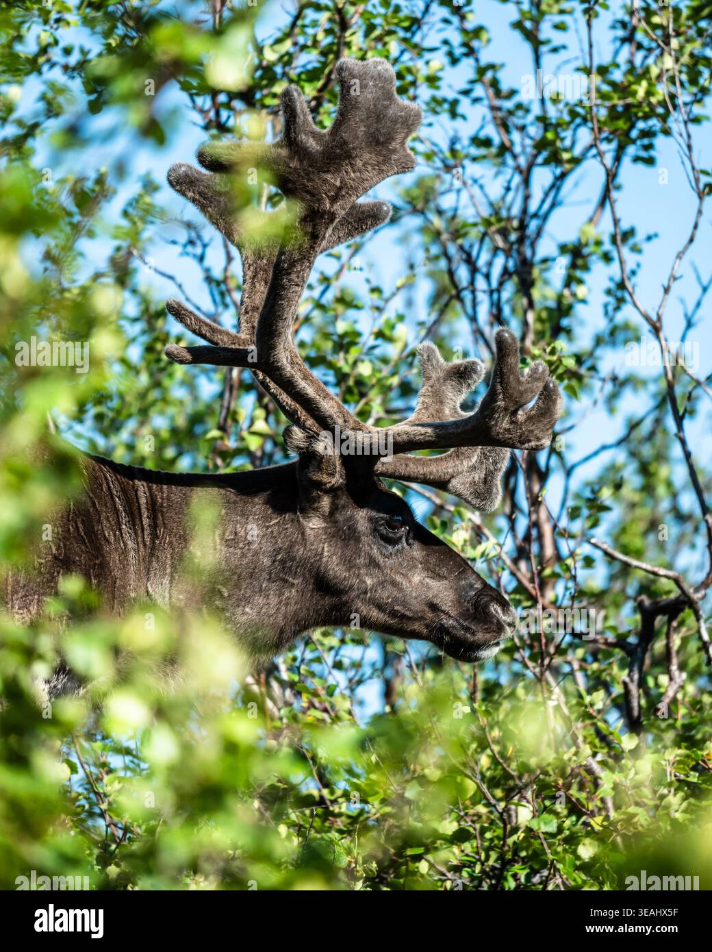 Seltene weiße Rentiere in der offenen arktischen Landschaft Norwegens, eine auffällige und ungewöhnliche Tierbeobachtung. Stockfoto