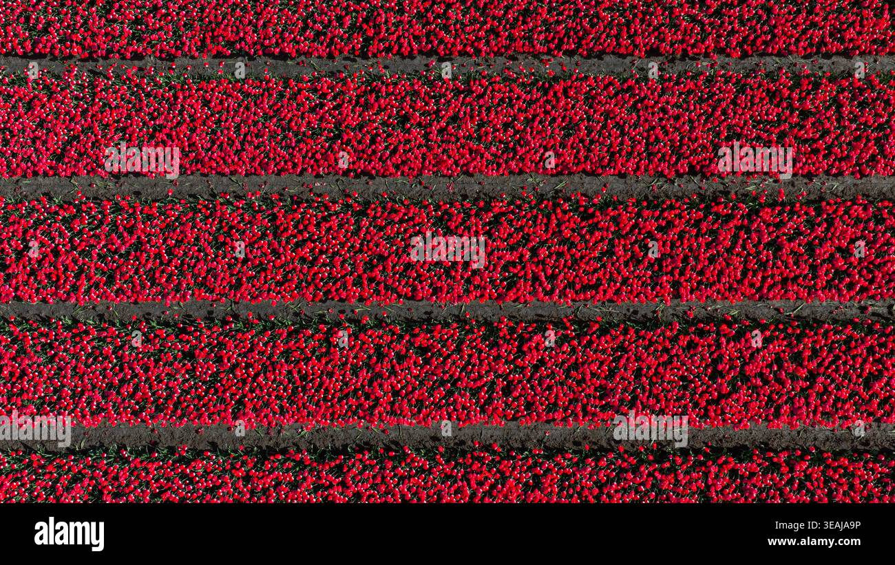 Aus der Vogelperspektive leuchtende rote Tulpenfelder in parallelen Reihen mit dunklem Boden zwischen ihnen in Alkmaar, Nordholland, Niederlande. Stockfoto