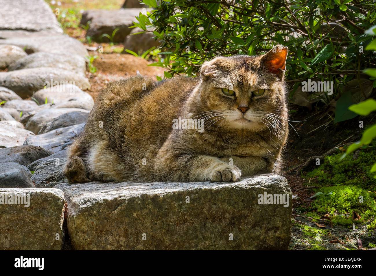Braune Tabbykatze auf einem Steinweg in einem traditionellen japanischen Garten Stockfoto