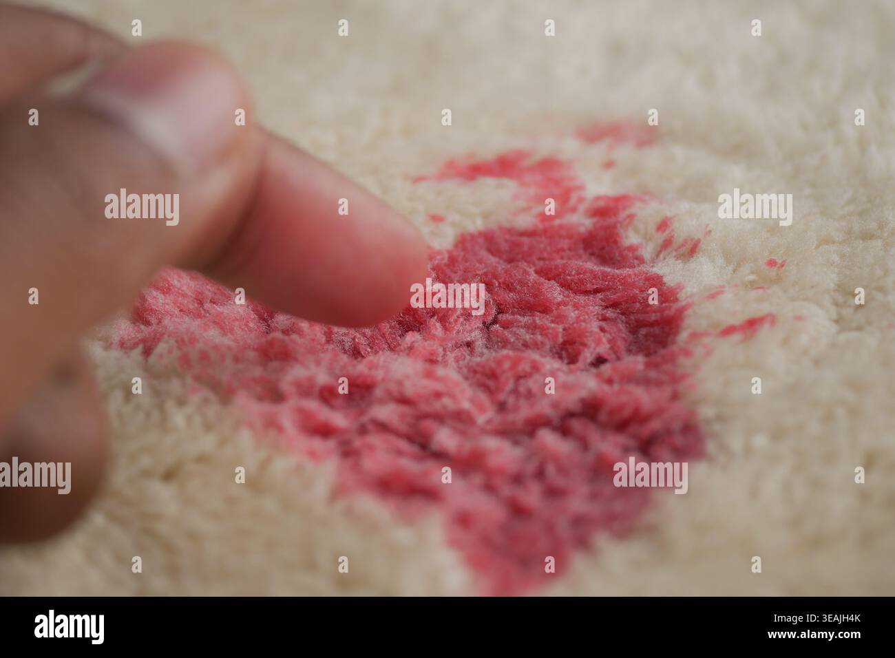 Einen Teppich mit einem Finger auf einem Fleck in einem Haus reinigen Stockfoto