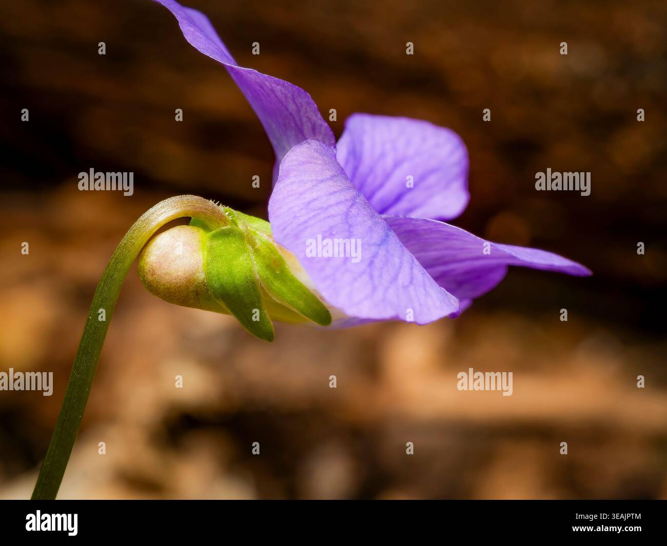 Hochwinklige, extrem nahe Makroobjektiv aus einem leuchtenden violetten, süßvioletten Viola odorata-Blütenprofil und Kelch mit natürlichem Licht Stockfoto