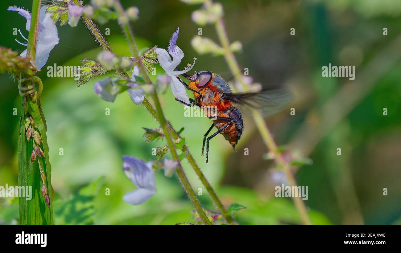 Eine endemische braune Tangle-veined Fliege (Prosoeca ignita) im Flug, die eine Blume in Magoebaskloof, Südafrika, besucht Stockfoto