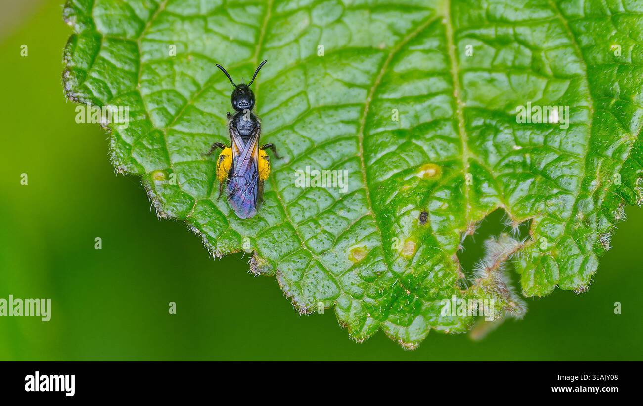 Eine kleine schwarze Biene mit vollen Pollensäcken (Epifamilie Anthophila) ruht auf einem großen grünen Blatt im Wald in Magoebaskloof, Südafrika Stockfoto