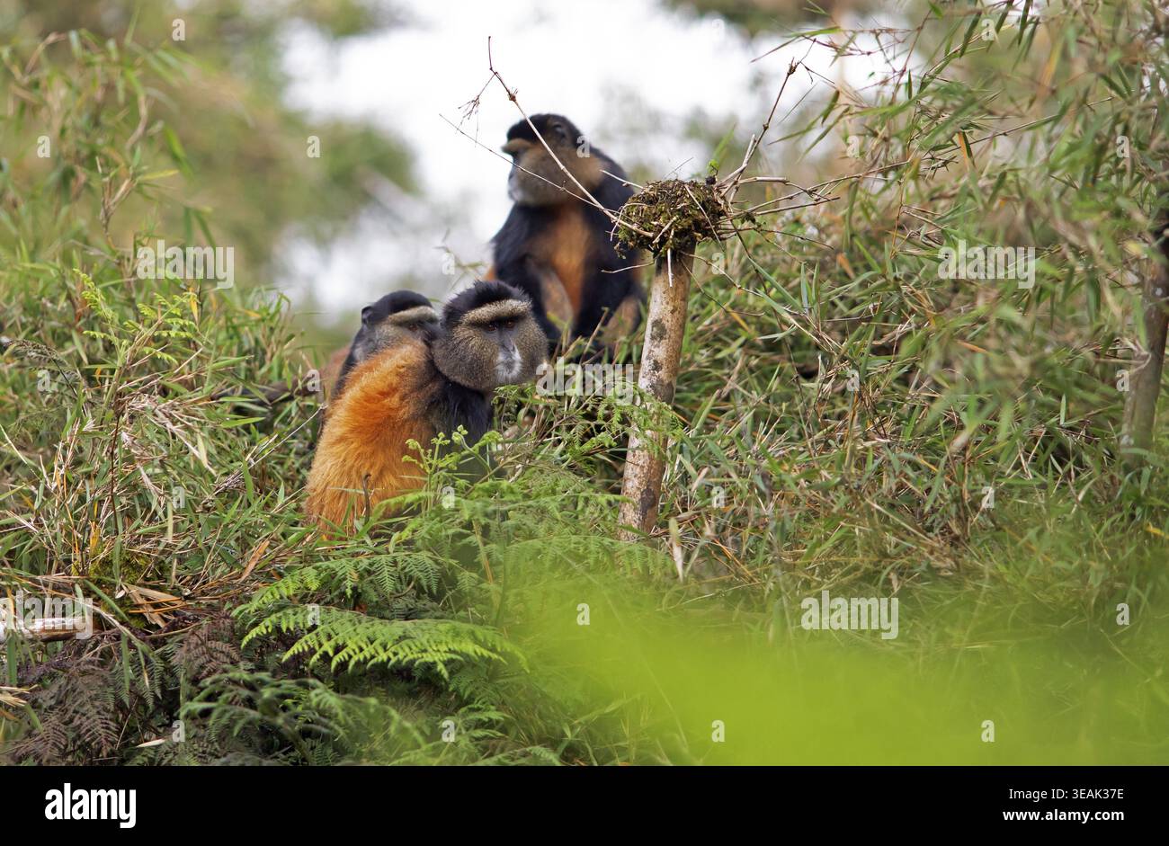 Goldene Affen (Cercopithecus mitis kandti) im Bambuswald, Virunga Volcanic Mountains, Parc National des Volcans, Volcanoes National Park, Rwan Stockfoto