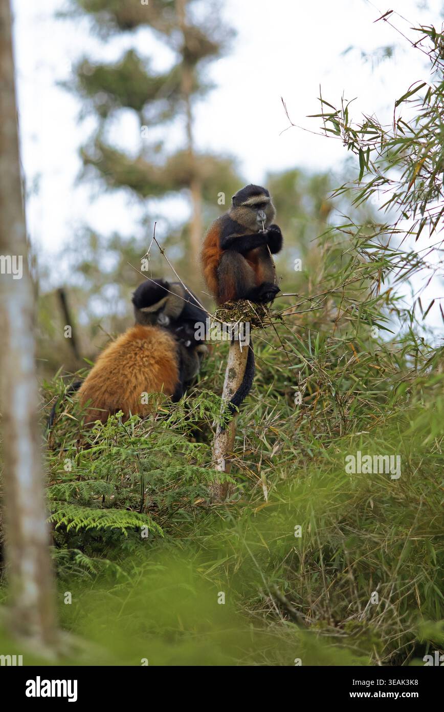 Goldene Affen (Cercopithecus mitis kandti) im Bambuswald, Virunga Volcanic Mountains, Parc National des Volcans, Volcanoes National Park, Rwan Stockfoto