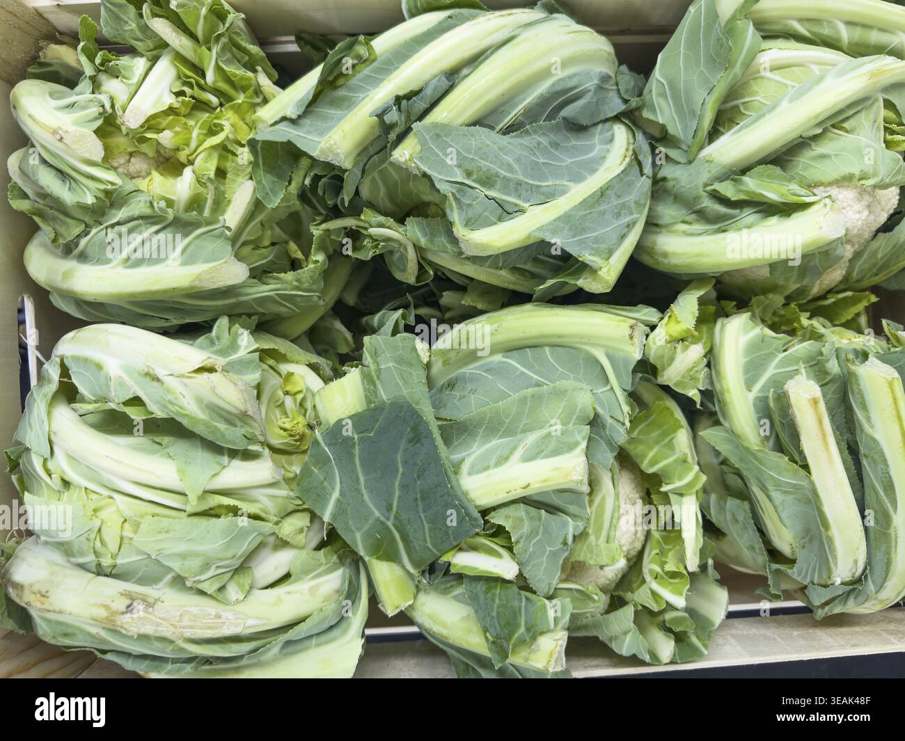 Gesundes rohes Rohgemüse Blumenkohl (Brassica oleracea var. botrytis) roh mit natürlichen Blättern auf dem Grün des Gemüsehändlers Stockfoto