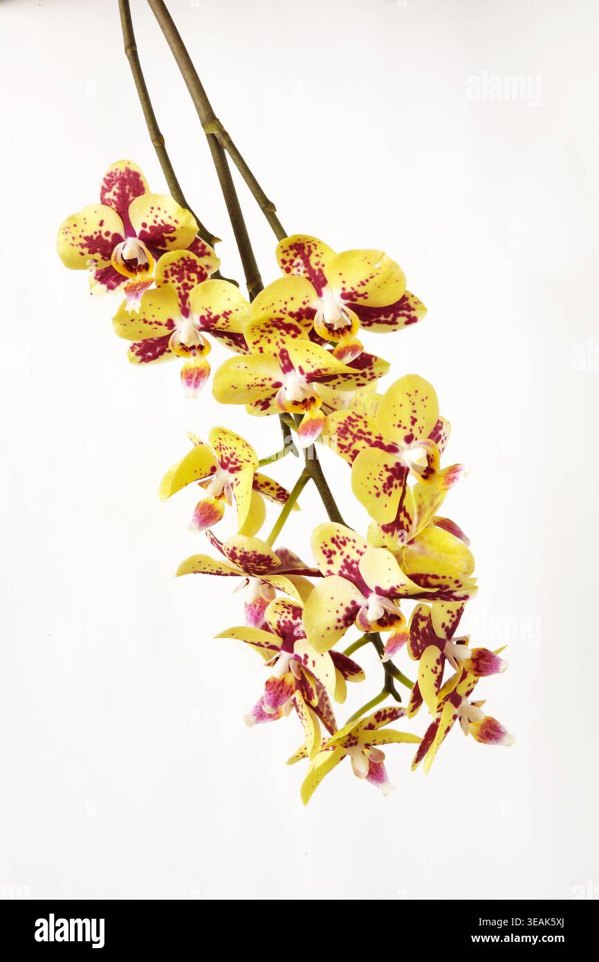 Gelbe Orchideenblüten (Phalaenopsis Daisy) hängen auf einem weißen Hintergrund Stockfoto