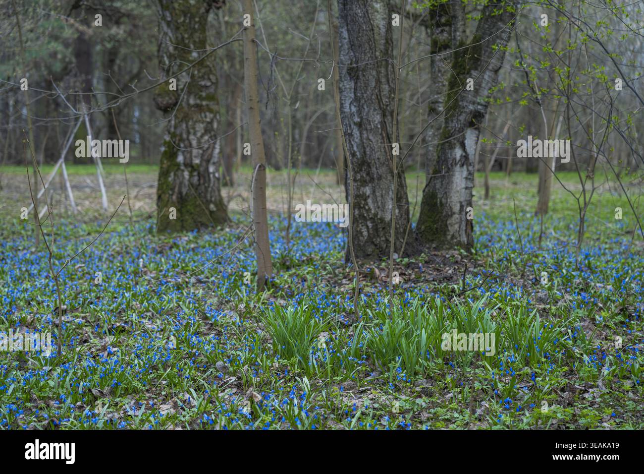 Blick auf einen Teppich aus leuchtend blauen Blumen, der unter den krauen Bäumen blüht und eine ruhige Szene in Moskau, Moskau, Russland, darstellt. Stockfoto