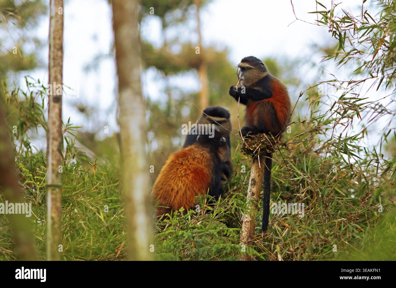 Goldene Affen (Cercopithecus mitis kandti) im Bambuswald, Virunga Volcanic Mountains, Parc National des Volcans, Volcanoes National Park, Rwan Stockfoto
